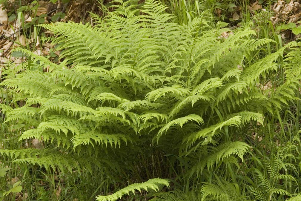 Athyrium filix-femina / Felce femmina